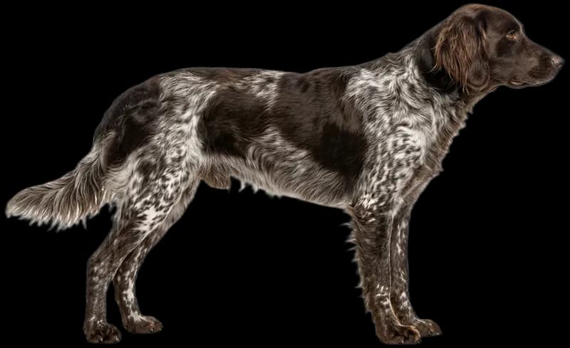 Kleiner Münsterländer