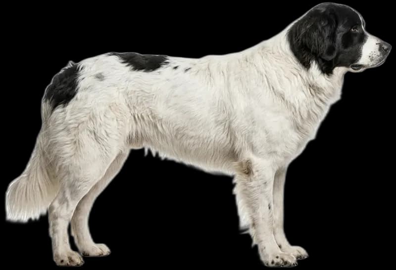 Landseer