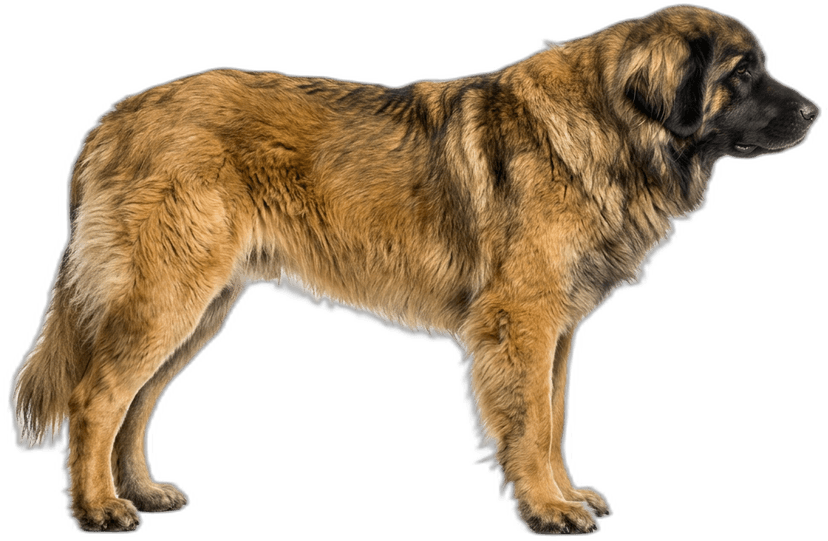 Leonberger