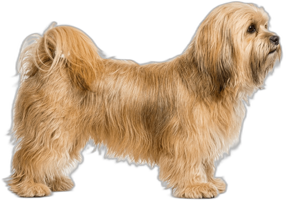 Lhasa Apso