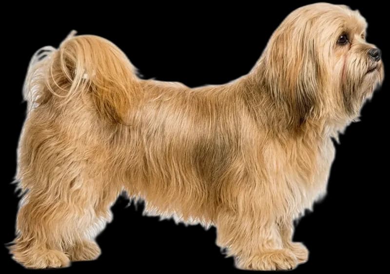 Lhasa Apso