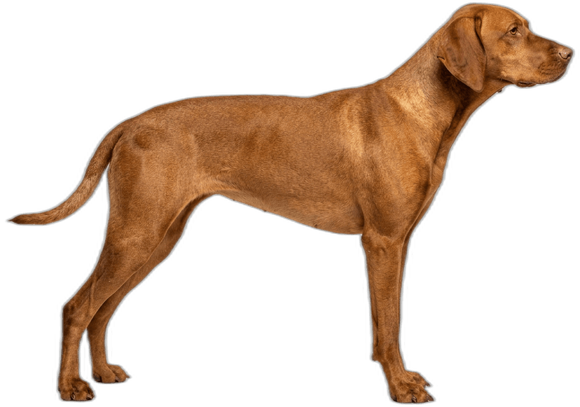 Magyar Vizsla