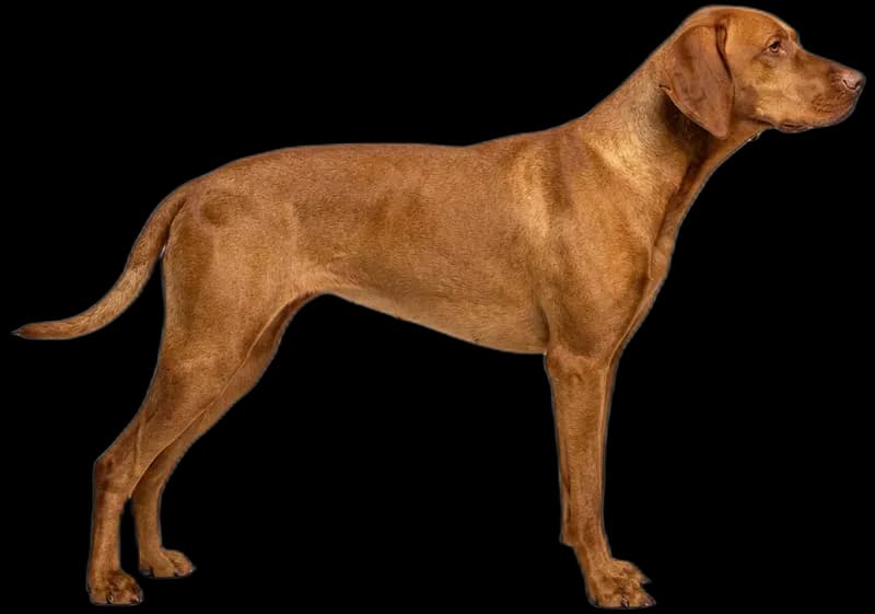 Vizsla