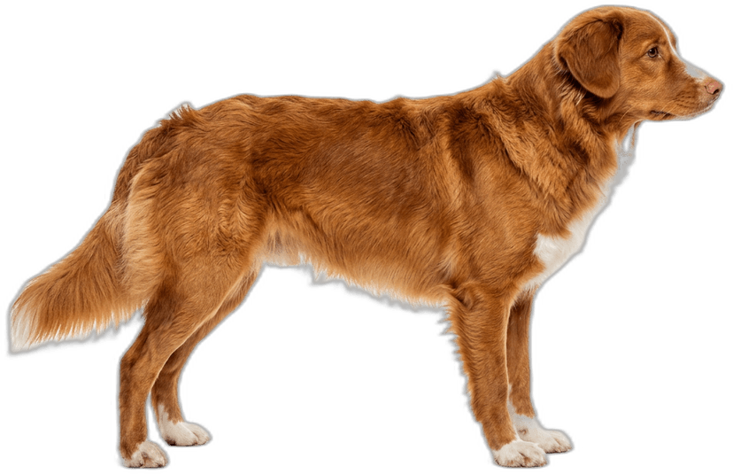 Nova Scotia Duck Tolling Retriever