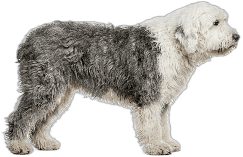 Old English Sheepdog (Bobtail)
