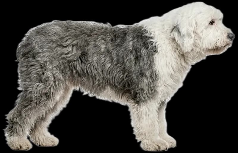 Old English Sheepdog (Bobtail)
