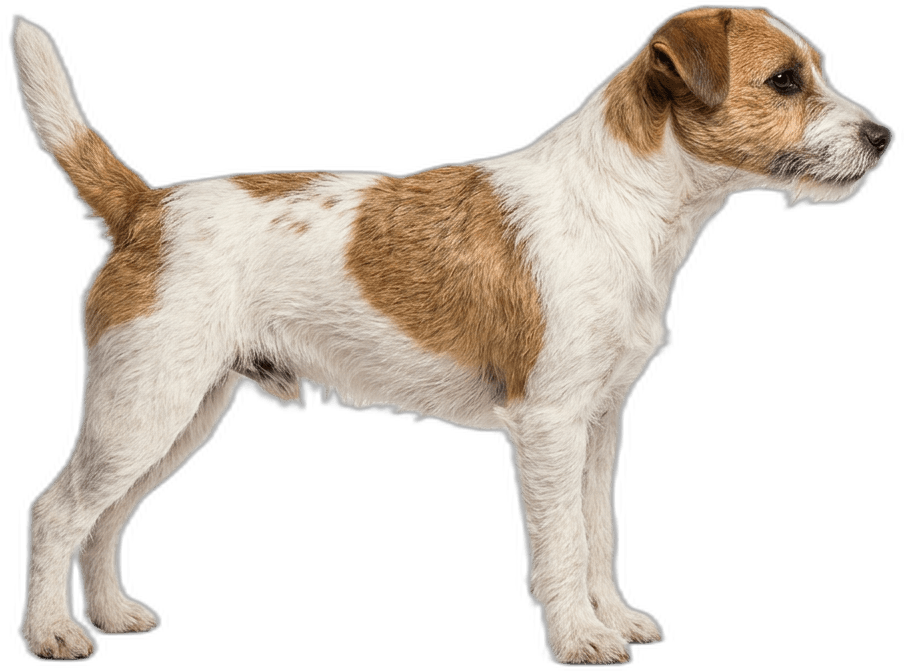 Parson Russell Terrier