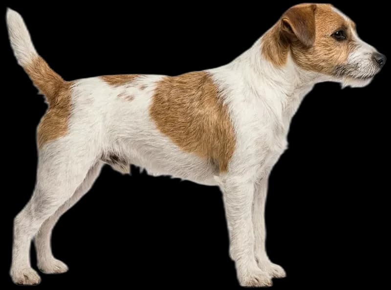 Parson Russell Terrier