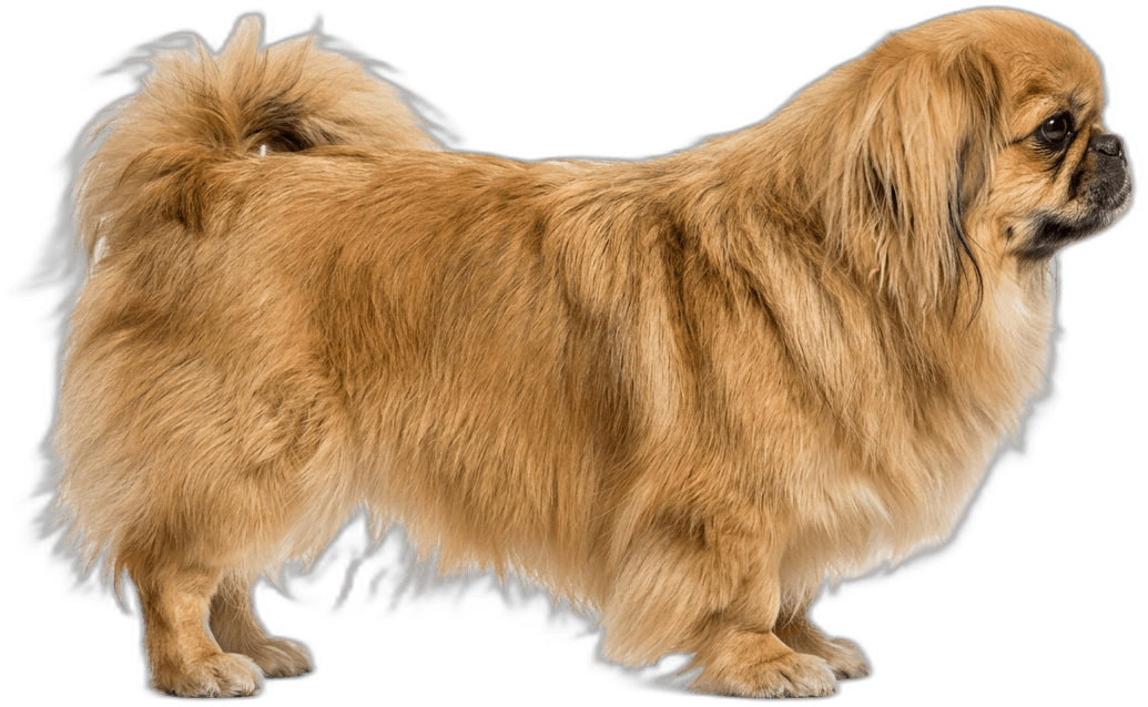 Pekinese