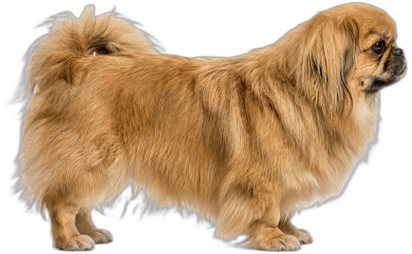 Pekinese