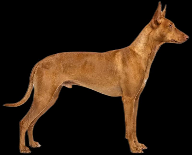 Pharaoh Hound