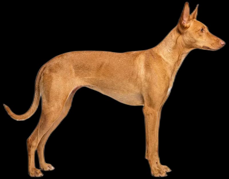 Ibizan Hound