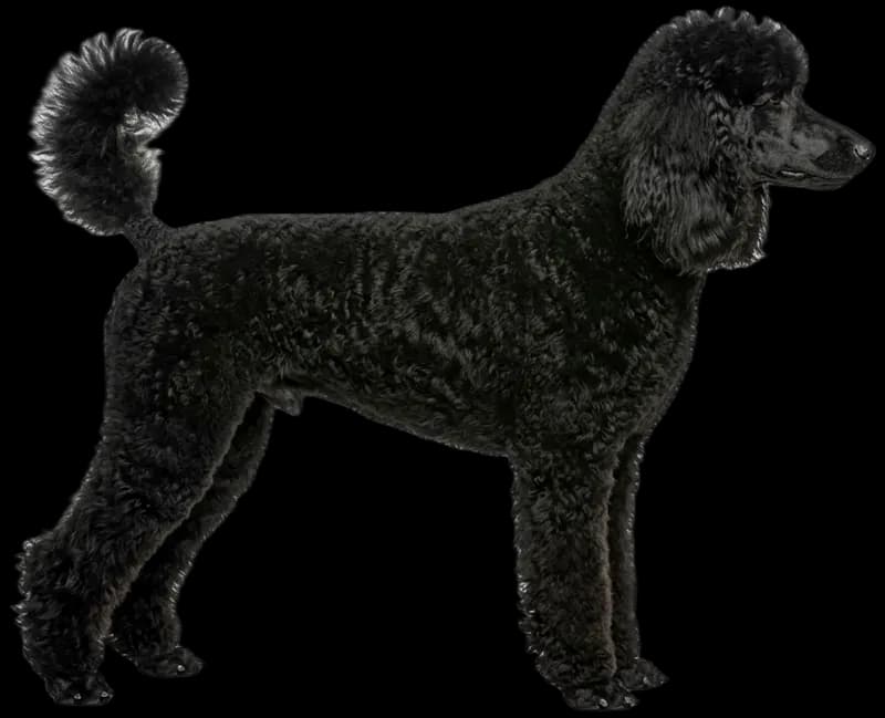 Poodle