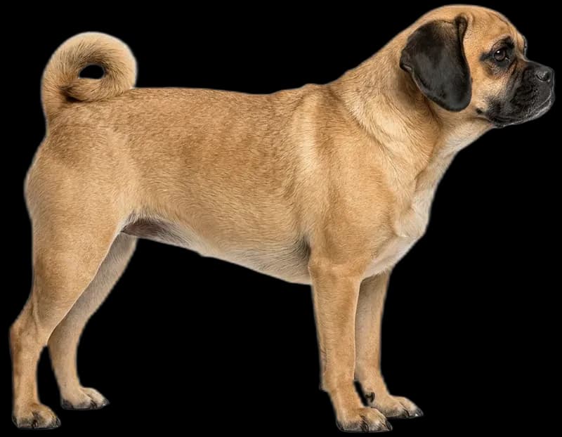 Puggle