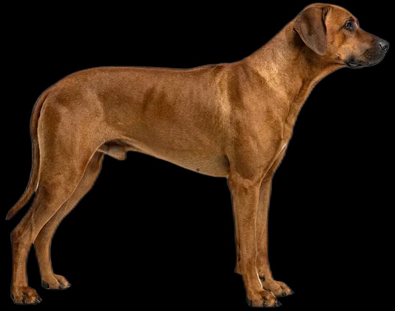 Rhodesian Ridgeback