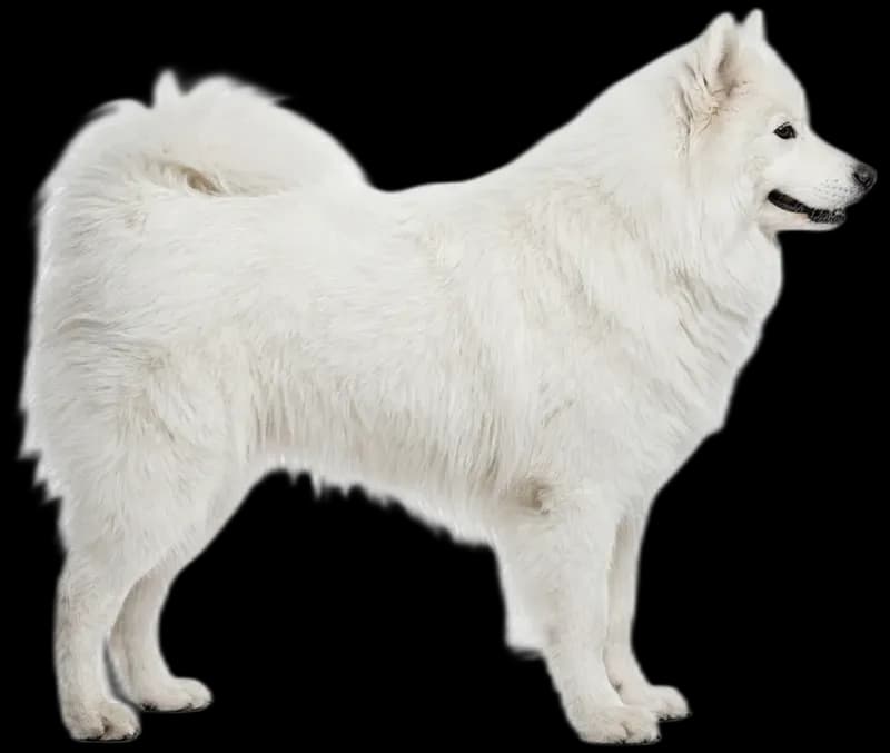 Samoyed