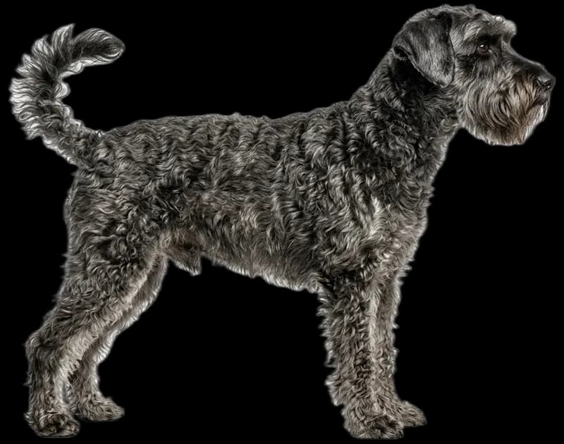 Schnoodle