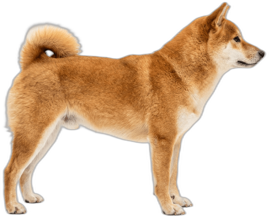 Shiba Inu