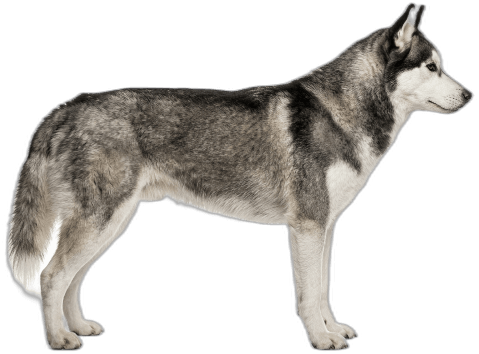 Siberian Husky