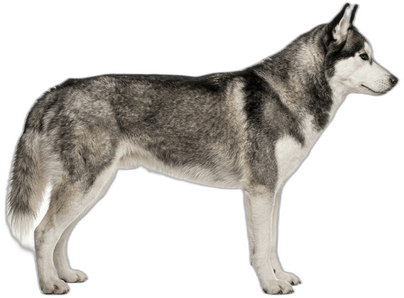 Siberian Husky