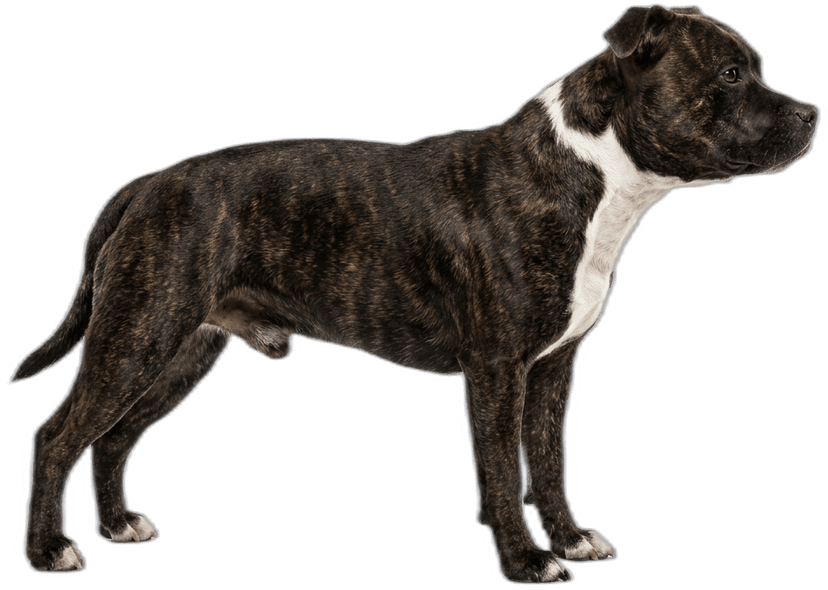 Staffordshire Bullterrier