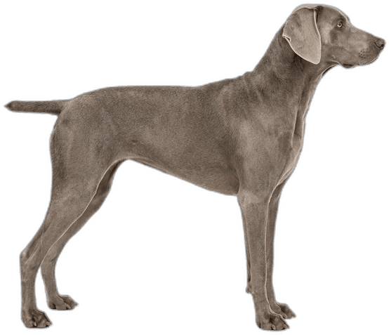 Weimaraner