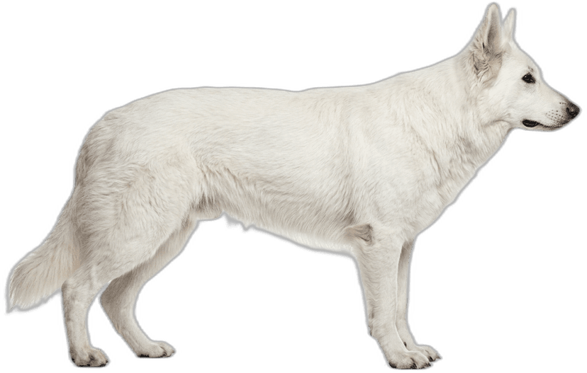 Weißer Schweizer Schäferhund