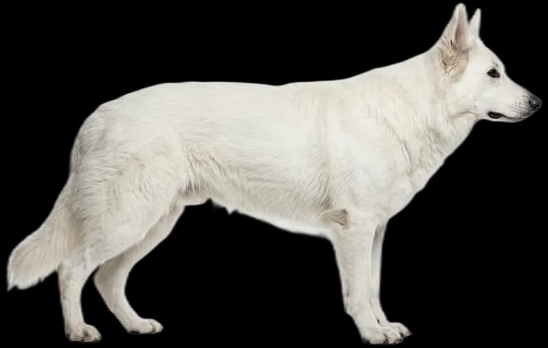 White Swiss Shepherd Dog