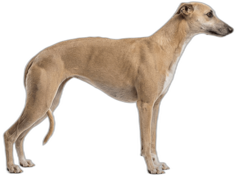 Whippet