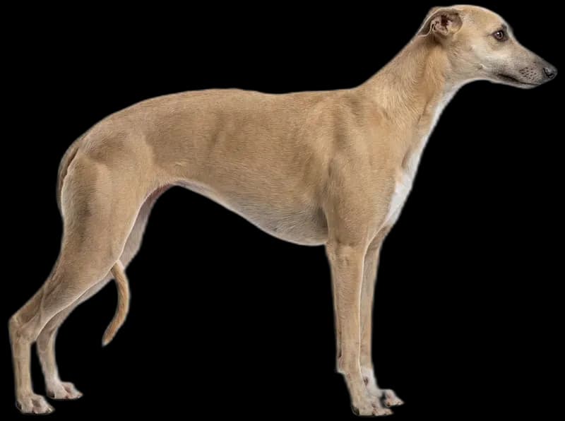 Whippet