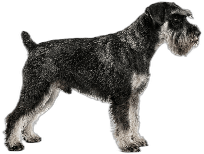 Zwergschnauzer