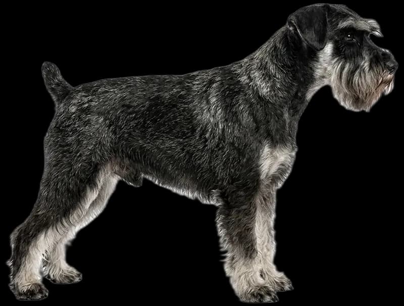Zwergschnauzer