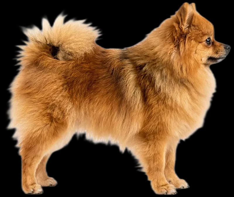 Zwergspitz (Pomeranian)