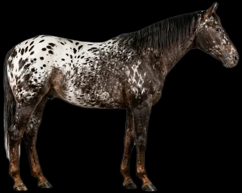 Appaloosa