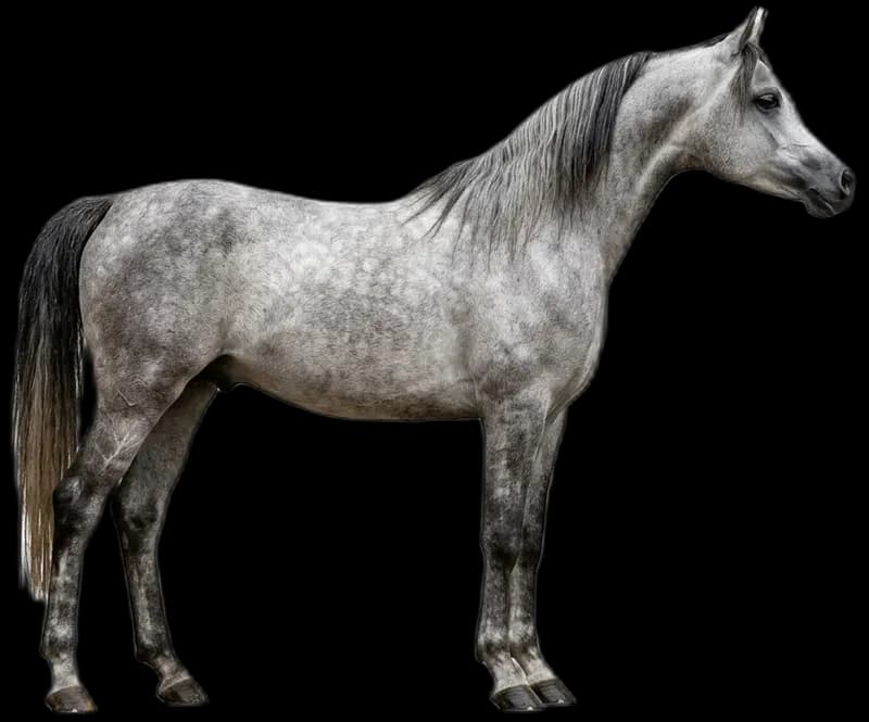 Arabian Horse