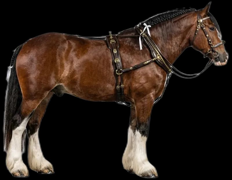 Clydesdale