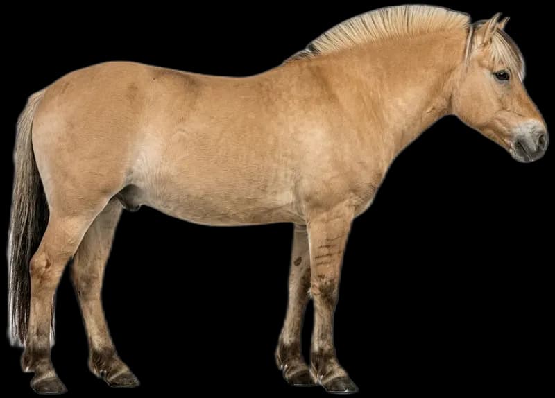 Fjord horse