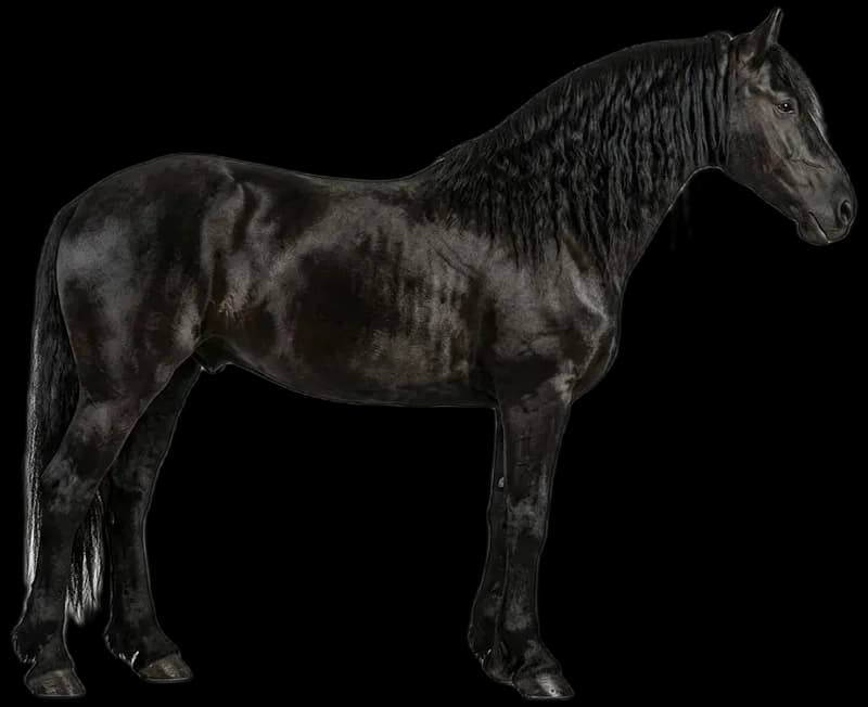 Friesian