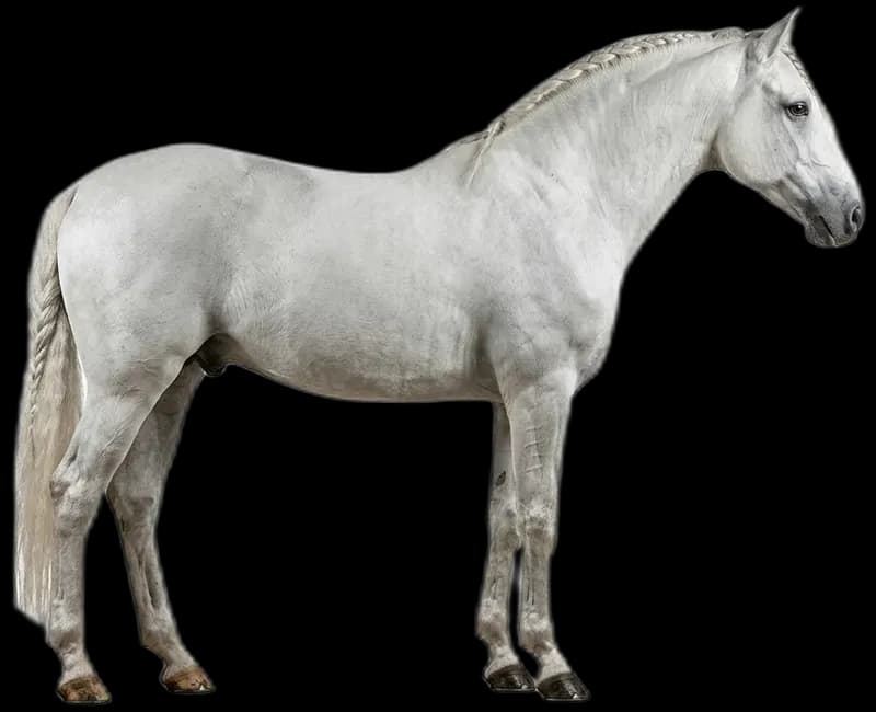 Lipizzaner