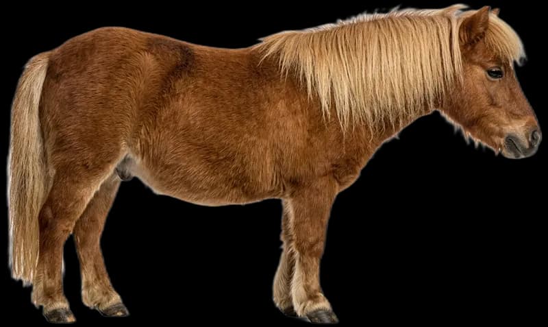 Mini-Shetland Pony