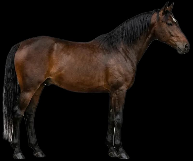 Morgan Horse