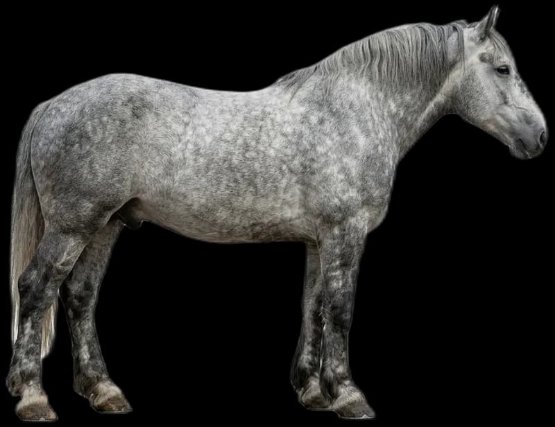Percheron
