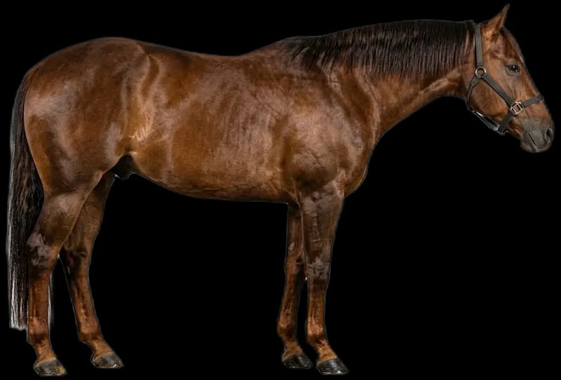 American Quarter Horse