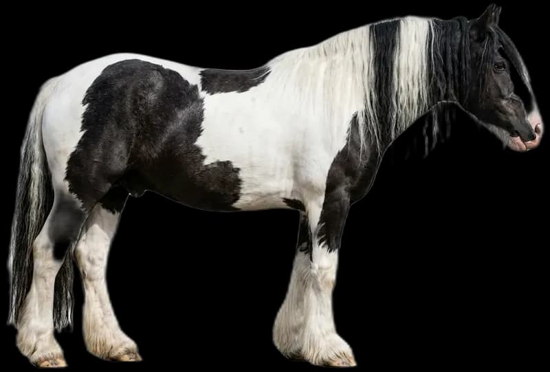 Tinker (also: Irish Cob, Gypsy Vanner)
