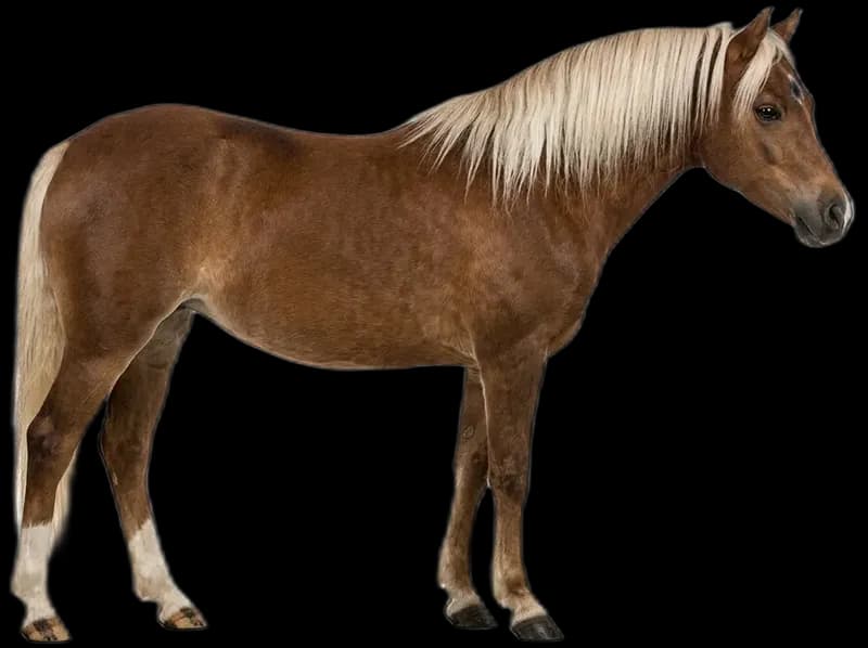 Welsh Pony