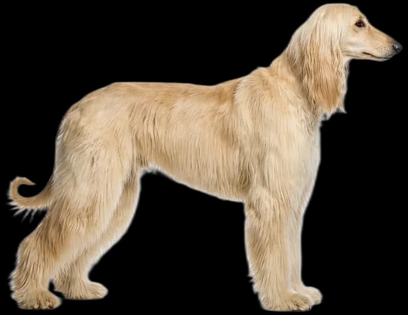 Afghan Hound