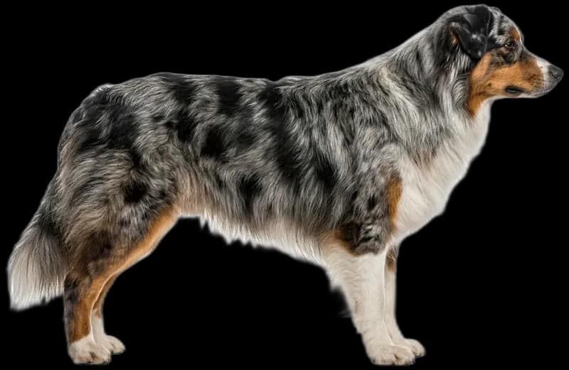Australian Shepherd