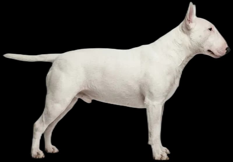 Bull Terrier