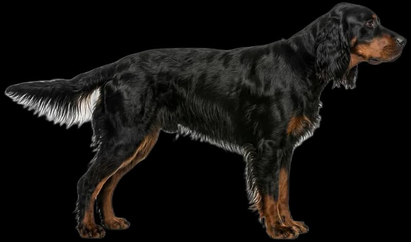 Gordon Setter