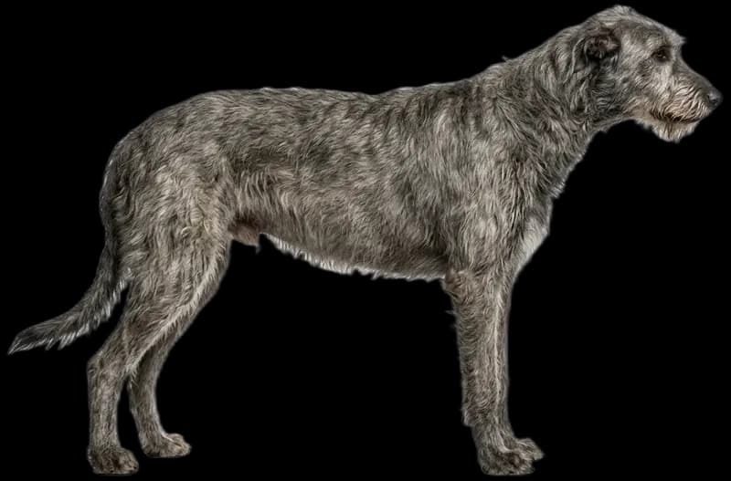 Irish Wolfhound